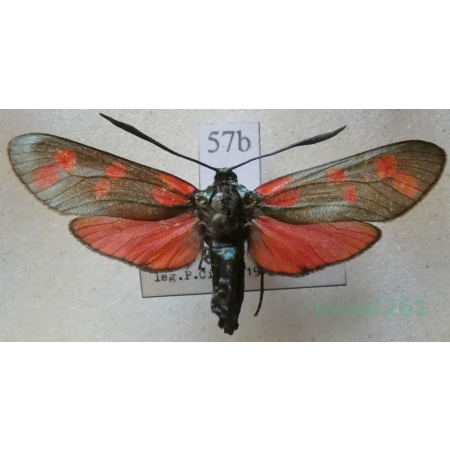 Zygaena filipendulae (Linnaeus, 1758) Kraśnik sześcioplamek Czech57b